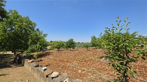 Terreno Agricolo e Ciliegeto a Castellana Grotte